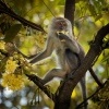 Makak javsky - Macaca fascicularis - Long-tailed Macaque o3674-1